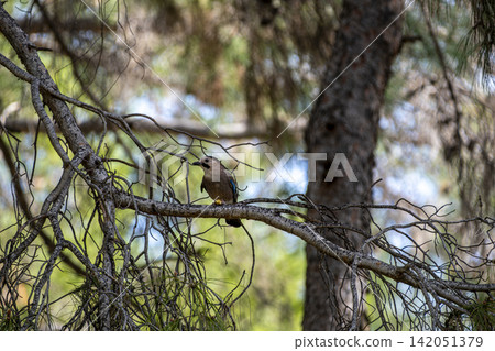 Eurasian Jay Garrulus glandarius in Its Natural Habitat. 142051379