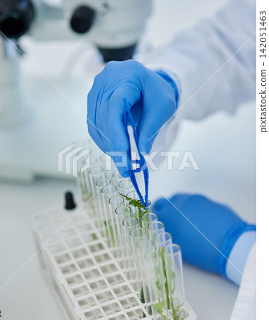 Hand, test tubes and plants for research, laboratory and pharmaceutical development for health care. Person, medicine or discovery for innovation, life extension and professional biochemistry science Hand, test tubes and plants for research, laboratory and pharmaceutical development for health care. Person, medicine or discovery for innovation, life extension and professional biochemistry science 142051463