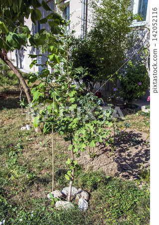 Young Ginkgo Biloba Tree in Urban Garden Young Ginkgo Biloba Tree in Urban Garden 142052116