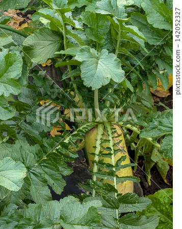 田野裡的蘿蔔茁壯成長,綠葉蔥蘢 / 天然材料傳遞著農業、家庭園藝和蔬菜種植的訊息。 田野裡的蘿蔔茁壯成長,綠葉蔥蘢 / 天然材料傳遞著農業、家庭園藝和蔬菜種植的訊息。 142052327