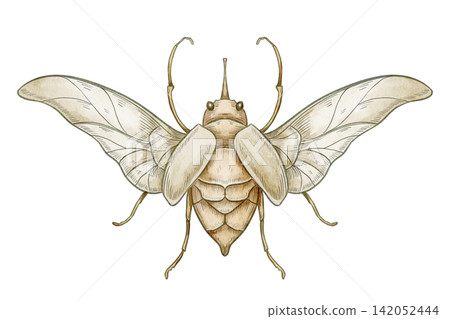Beetle watercolor illustration. Decorative insect isolated on background. Botanical and vintage nature element for ornamental design, greeting cards and invitations in English style. Art with graphic. Beetle watercolor illustration. Decorative insect isolated on background. Botanical and vintage nature element for ornamental design, greeting cards and invitations in English style. Art with graphic. 142052444