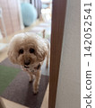 一隻玩具貴賓犬從門後盯著我看。 142052541