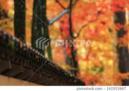 廣島縣著名的賞楓勝地三原佛寺:雨水浸透的土牆屋頂和秋葉。 廣島縣著名的賞楓勝地三原佛寺:雨水浸透的土牆屋頂和秋葉。 142052667