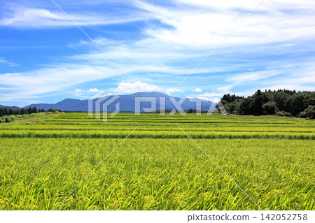 八月莊內平原景色:梯田上的稻稈 八月莊內平原景色:梯田上的稻稈 142052758