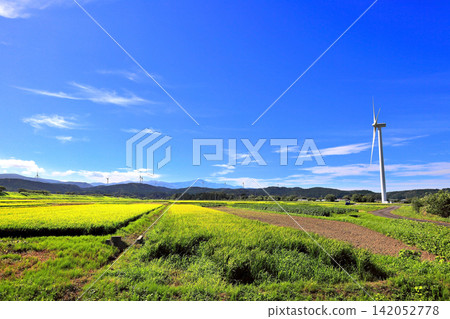 August scenery of the Shonai Plain: windmills and rice paddies August scenery of the Shonai Plain: windmills and rice paddies 142052778