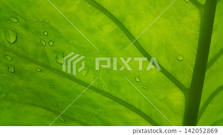Background of waterdrops on taro leaves. Background of waterdrops on taro leaves. 142052869