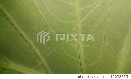 Green leaf pattern background, Natural background and wallpaper. Green leaf pattern background, Natural background and wallpaper. 142052885