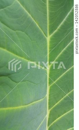 Green leaf pattern background, Natural background and wallpaper. 142052886