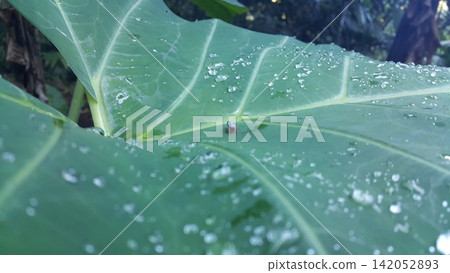 Insects such as grasshoppers perch on taro leaves. Insects such as grasshoppers perch on taro leaves. 142052893