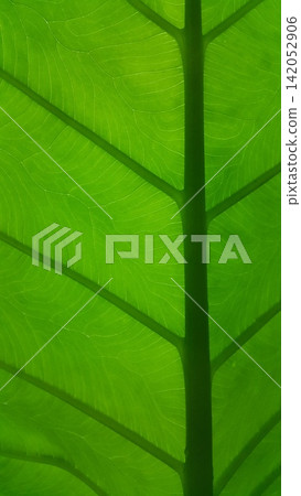 Very fresh taro leaf background Close Up shot. 142052906