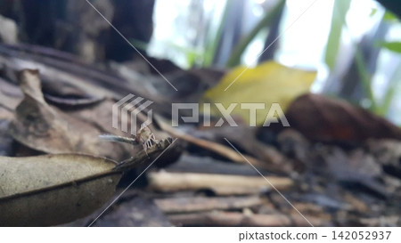 Photo of a rare small animal. Photo of a rare small animal. 142052937