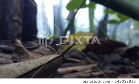 Photo of a rare small animal. Photo of a rare small animal. 142052938