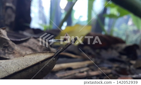 Photo of a rare small animal. Photo of a rare small animal. 142052939