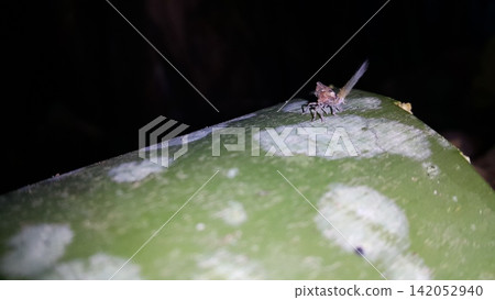 Photo of a rare small animal. Photo of a rare small animal. 142052940