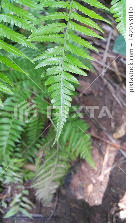 Insects perch on plant leaves. Insects perch on plant leaves. 142053010