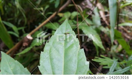 Insects perch on plant leaves. Insects perch on plant leaves. 142053016