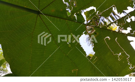 Texture of a hollow leaf that has been eaten by a caterpillar. Texture of a hollow leaf that has been eaten by a caterpillar. 142053017
