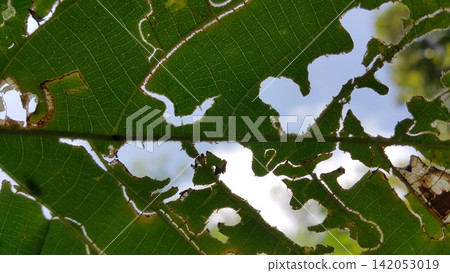 Texture of a hollow leaf that has been eaten by a caterpillar. 142053019