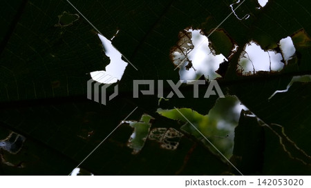 Texture of a hollow leaf that has been eaten by a caterpillar. Texture of a hollow leaf that has been eaten by a caterpillar. 142053020