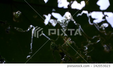Texture of a hollow leaf that has been eaten by a caterpillar. Texture of a hollow leaf that has been eaten by a caterpillar. 142053023