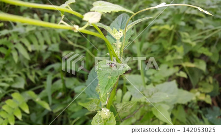 Insects perch on plant leaves. Insects perch on plant leaves. 142053025