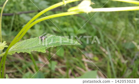 Insects perch on plant leaves. 142053028