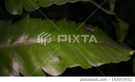 Insects perch on plant leaves. Insects perch on plant leaves. 142053032