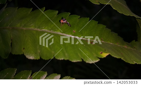 Insects perch on plant leaves. Insects perch on plant leaves. 142053033