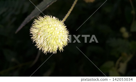 Beautiful botanical shot, natural wallpaper. Beautiful botanical shot, natural wallpaper. 142053034