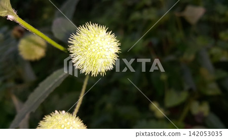 Beautiful botanical shot, natural wallpaper. Beautiful botanical shot, natural wallpaper. 142053035
