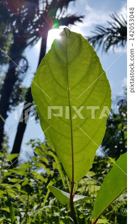 Textured plant leaves background. Textured plant leaves background. 142053048
