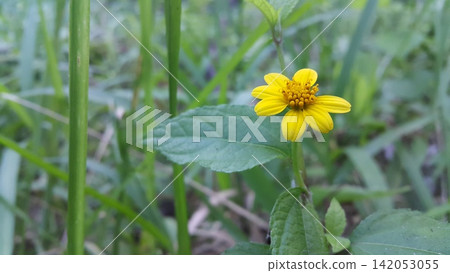 Yellow flower shot in the mountain Yellow flower shot in the mountain 142053055