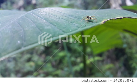 Small spider on taro leaf. Small spider on taro leaf. 142053071