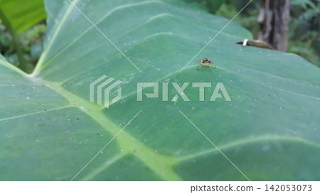 Small spider on taro leaf. Small spider on taro leaf. 142053073