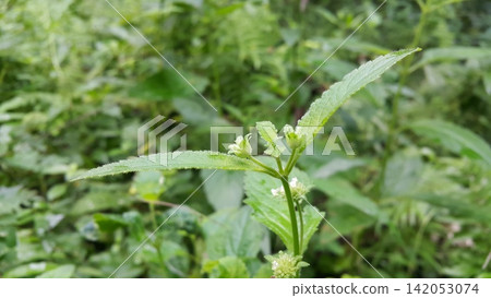 Textured plant leaves background. Textured plant leaves background. 142053074