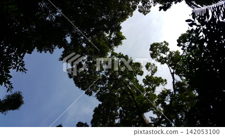 Beautiful scenic background in forest. Beautiful scenic background in forest. 142053100