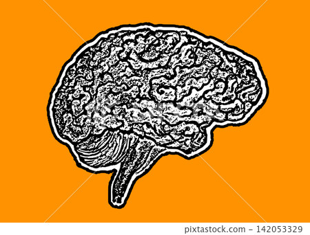 Black and white vintage engraving style human brain side view illustration with detailed ink texture and cerebral cortex folds isolated on white background 142053329