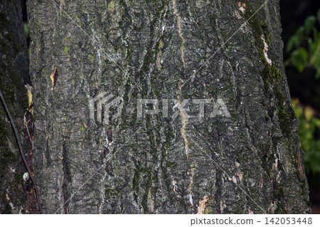Amur Cork Tree Trunk with Deeply Fissured Corky Bark Amur Cork Tree Trunk with Deeply Fissured Corky Bark 142053448