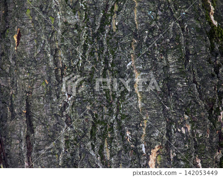 Close-Up of Amur Cork Tree Bark Texture with Moss Close-Up of Amur Cork Tree Bark Texture with Moss 142053449