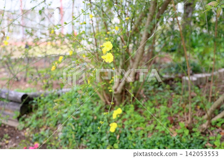 Early-blooming flowers of the Yunnan jasmine Early-blooming flowers of the Yunnan jasmine 142053553