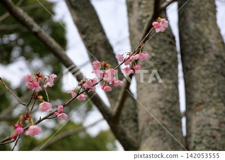 Early-blooming cherry blossoms in the sunlight Early-blooming cherry blossoms in the sunlight 142053555