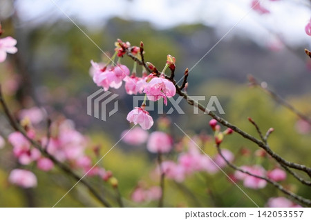 Early-blooming cherry blossoms in the sunlight Early-blooming cherry blossoms in the sunlight 142053557