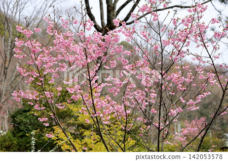 Early-blooming cherry blossoms in the sunlight Early-blooming cherry blossoms in the sunlight 142053578