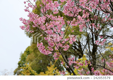 Early-blooming cherry blossoms in the sunlight Early-blooming cherry blossoms in the sunlight 142053579