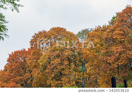 Oak Trees with Autumn Foliage Under Blue Sky Oak Trees with Autumn Foliage Under Blue Sky 142053610