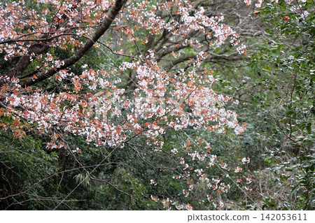 山櫻花盛開 山櫻花盛開 142053611