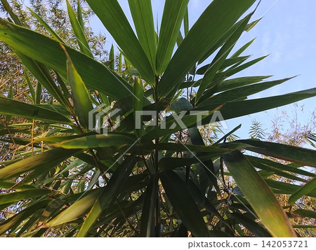 Bamboo leaves on the tree Bamboo leaves on the tree 142053721