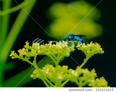 Stilbum cyanurum, a parasitic wasp with metallic luster Stilbum cyanurum, a parasitic wasp with metallic luster 142053814