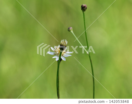 菊科、錫永屬野菊花 菊科、錫永屬野菊花 142053848