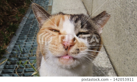 A Calico Cat Who Is Too Cunning to Seduce Her Servant A Calico Cat Who Is Too Cunning to Seduce Her Servant 142053911